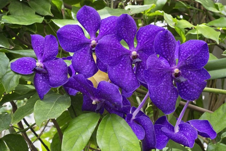purple_orchids.jpg