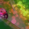 Ladybug Windows Vista