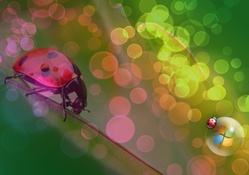 Ladybug Windows Vista