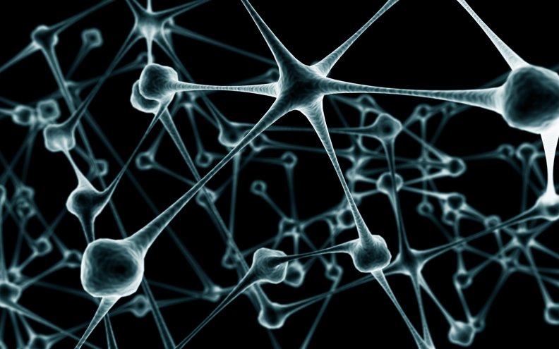 Biological neural network
