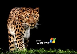 leopard XP