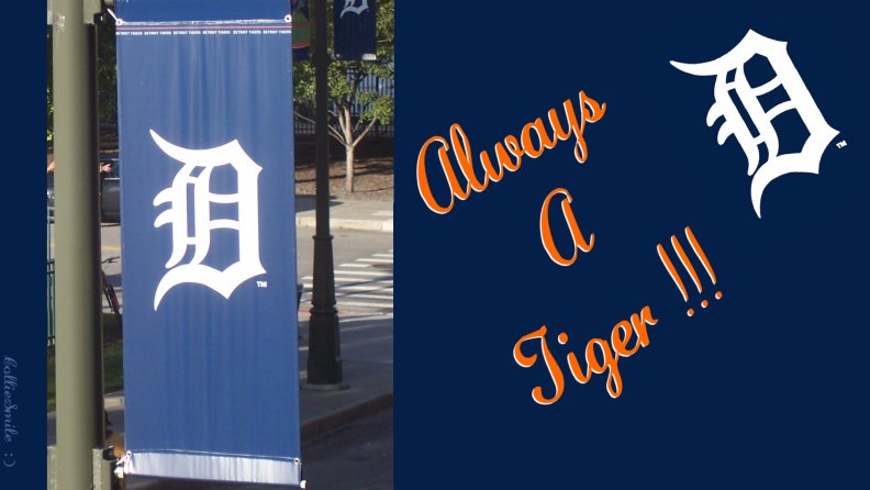 detroit_tigers_2013_mlb_central_division_winners.jpg