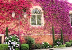 House covered with flowers