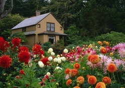House with Beautiful Dahlia Garden