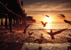 sea birds at the santa monica pier at sunset
