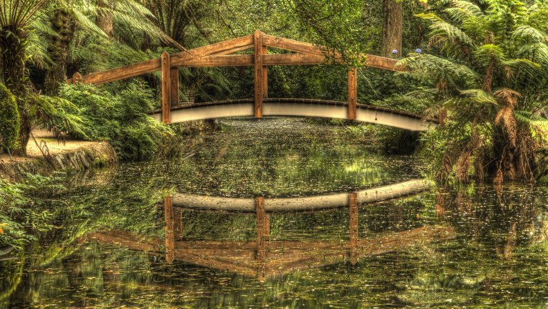 a bridge in a rain forest hdr