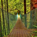 amazing hanging forest bridge hdr