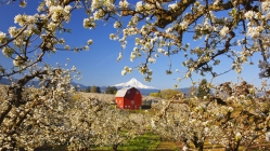 wonderful red barn in an apple orchard