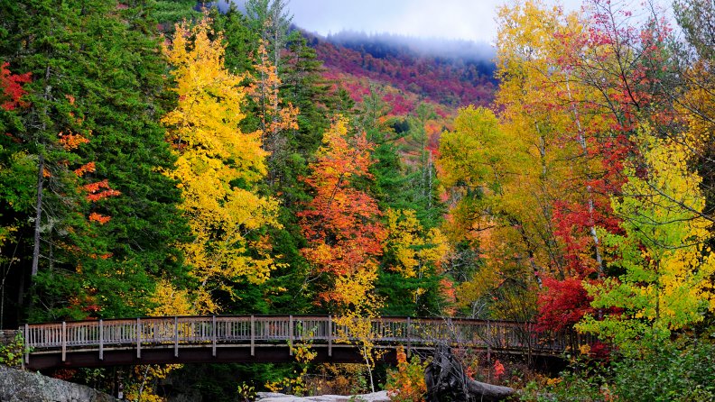 bridge in an autumn forest