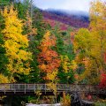 bridge in an autumn forest