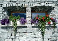 flowering windows