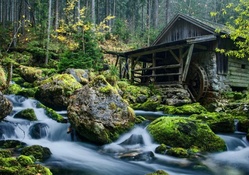 wonderful mill in the forest
