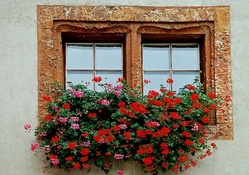 beautiful flower window