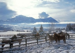 horse farm in winter