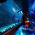 tunnel in the aquarium