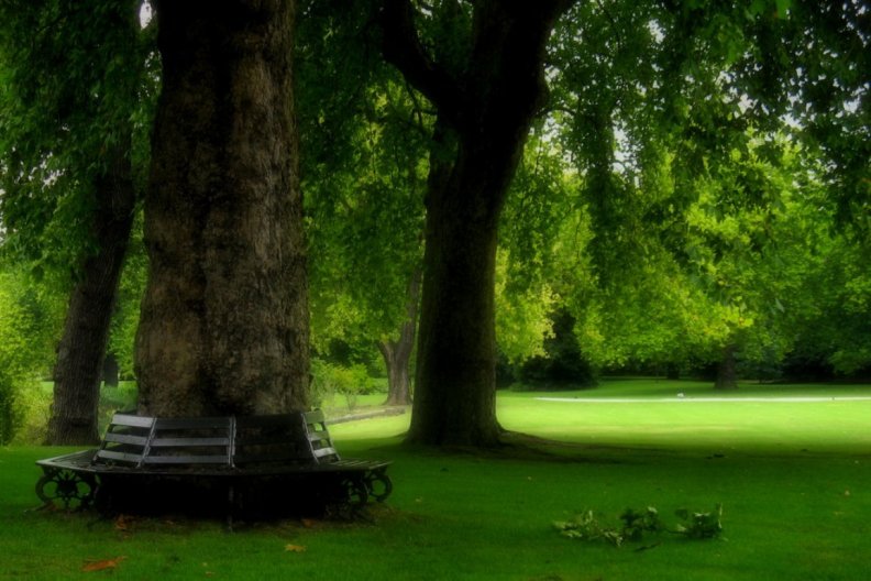 Park bench in Royal Park