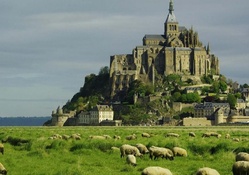 sheep at the foot of mont saint michel