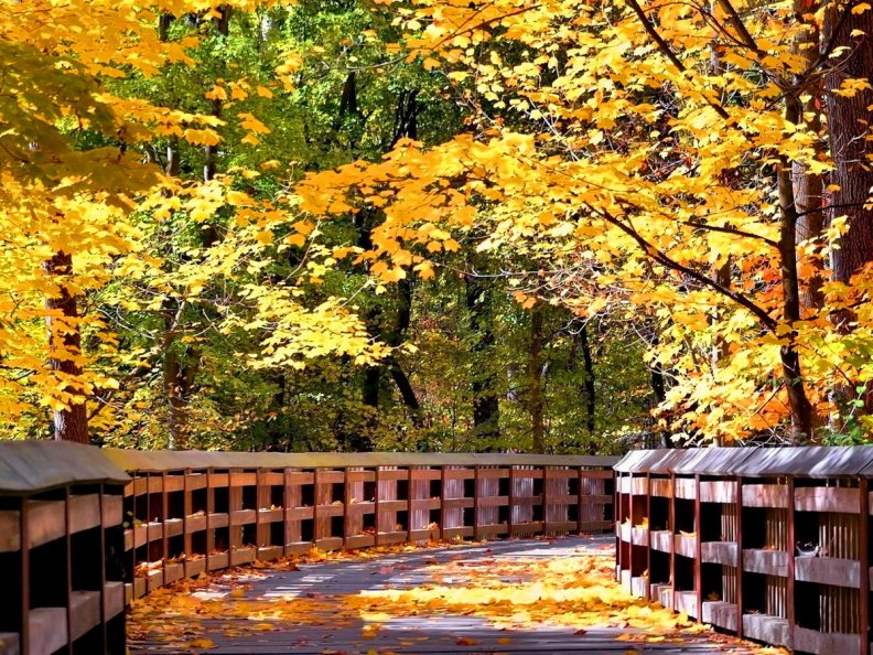 bridge_in_autumn_forest.jpg