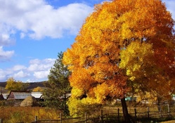 gorgeous tree in autumn