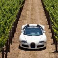 sports car in the vineyard