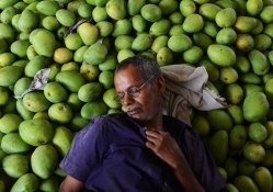 Man From India Resting on Mango's