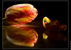 Beauty Of Single Tulip
