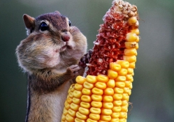 chipmunk eating corn