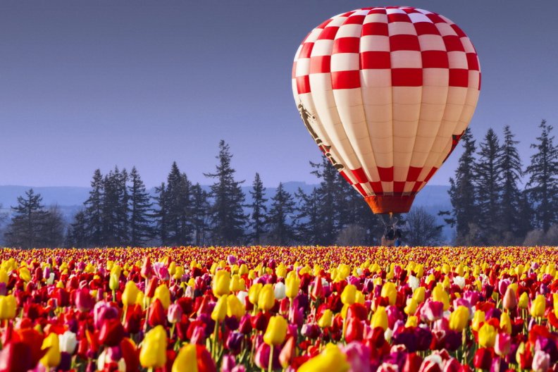 hot_air_balloon_over_tulips_field.jpg