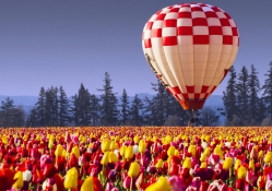 Hot air balloon over tulips field
