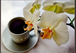 Coffee and orchids