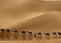Camels Crossing the Desert Sands