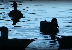 Ducks Swimming