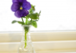 Lonely pansy♥