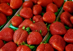 *** My Lovely Strawberries ***