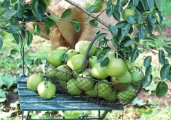 *** Pears In the orchard ***