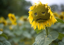 Sad Sunflower