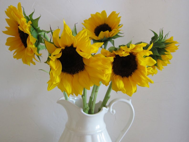 the_sunflower_is_mine.jpg
