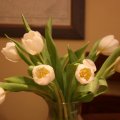 Bright tulips♥