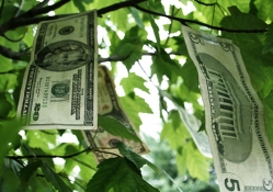 Money Growing On Trees