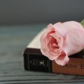 The novel and the rose
