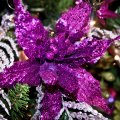 Purple glow for Christmas