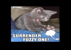 Surrender fuzzy one!