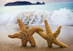 dancing starfish
