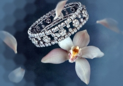 Orchids and Diamonds F2