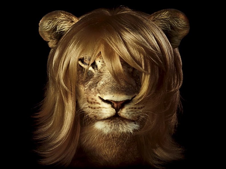 Lindsay lion