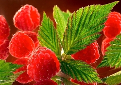 Sweetness of raspberries