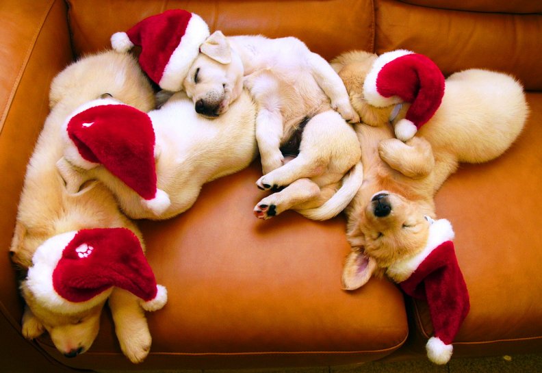 christmas_puppies.jpg