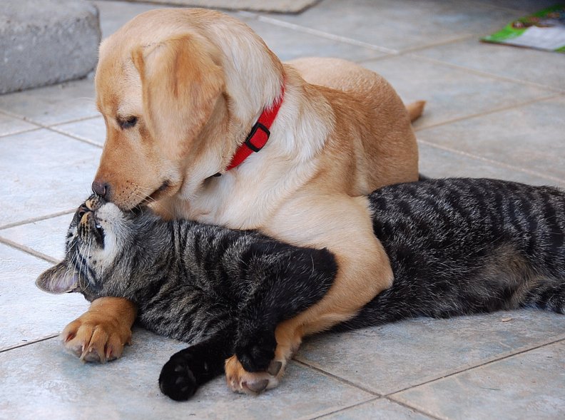 dog_kissing_cat.jpg
