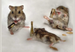 Drunk mice