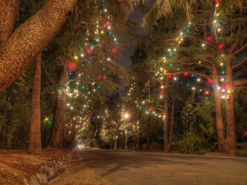 christmas_tree_lane_awaits.jpg